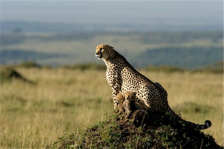 Cheetah Family on Termite Mound Foto de stock - Con derechos protegidos, Código: 700-02659711