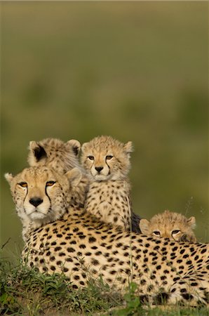 Cheetah Family on Termite Mound Foto de stock - Con derechos protegidos, Código: 700-02659725