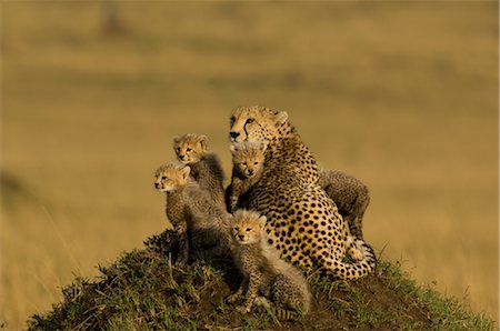 simsearch:700-02659707,k - Cheetah Family on Termite Mound Stock Photo - Rights-Managed, Code: 700-02659736