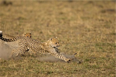 Cheetah and Cub Chasing Warthog Piglet Foto de stock - Direito Controlado, Número: 700-02659739