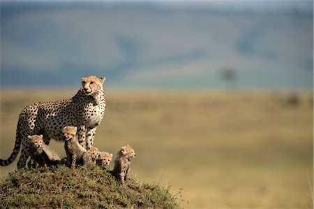 Cheetah Family on Termite Mound Foto de stock - Con derechos protegidos, Código: 700-02659744