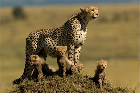 Cheetah Family on Termite Mound Foto de stock - Con derechos protegidos, Código: 700-02659743