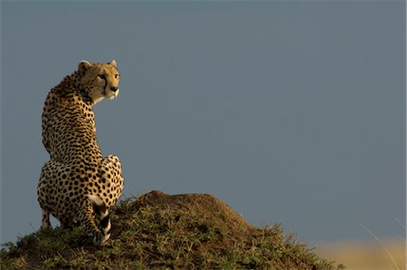 Cheetah on Termite Mound Foto de stock - Con derechos protegidos, Código: 700-02659750