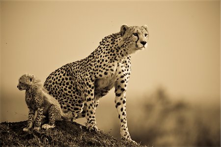 pictures wildcats monochrome - Cheetah with Cub on Termite Mound Stock Photo - Rights-Managed, Code: 700-02659751