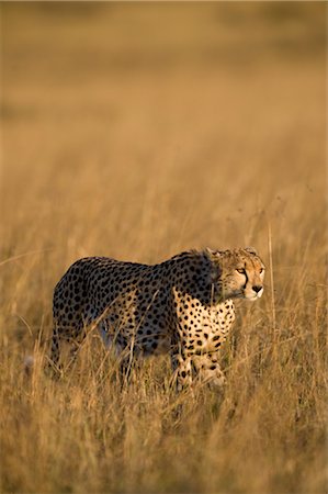 simsearch:700-02637155,k - Cheetah Walking in Long Grass Foto de stock - Direito Controlado, Número: 700-02659764