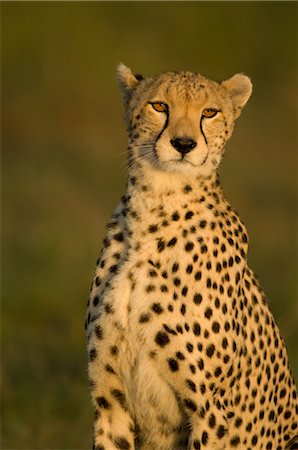 Portrait of Cheetah Stock Photo - Rights-Managed, Code: 700-02659765