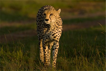 simsearch:873-06440957,k - Portrait of Cheetah Stock Photo - Rights-Managed, Code: 700-02659767