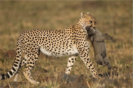 proie - Cheetah with Warthog Prey Foto de stock - Con derechos protegidos, Código: 700-02659761