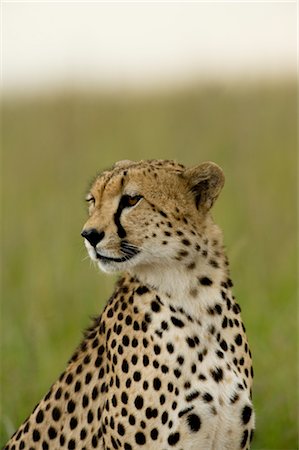 simsearch:700-00162772,k - Portrait of Cheetah Stock Photo - Rights-Managed, Code: 700-02659763