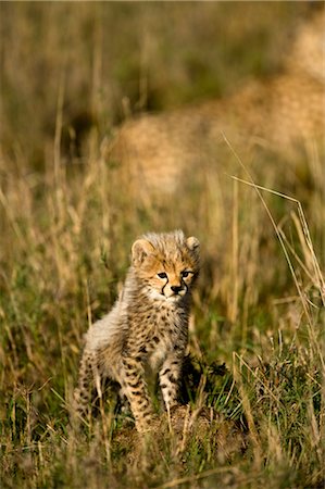 simsearch:878-07442577,k - Cheetah Cub, champ Photographie de stock - Rights-Managed, Code: 700-02659777