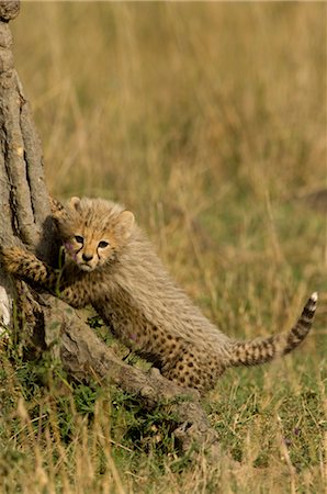 simsearch:700-02659746,k - Cheetah Cub in Field Foto de stock - Con derechos protegidos, Código: 700-02659779