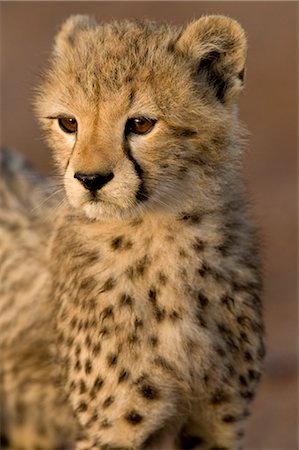 Portrait of Baby Cheetah Foto de stock - Direito Controlado, Número: 700-02659784