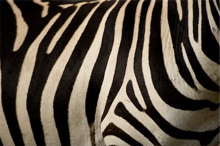 Zebra Fotografie stock - Rights-Managed, Codice: 700-02659788