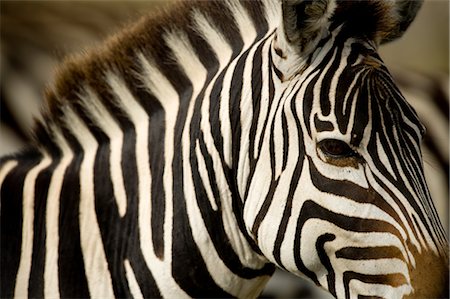 eye african - Zebra Stock Photo - Rights-Managed, Code: 700-02659789