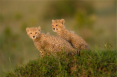 Cheetah Cubs on Termite Mound Foto de stock - Con derechos protegidos, Código: 700-02659783