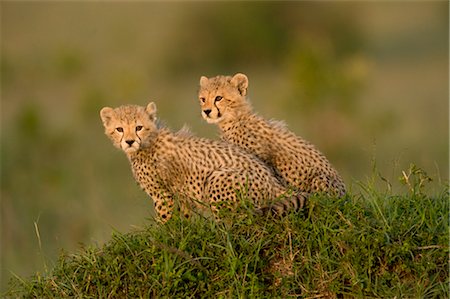 Oursons de guépard sur termitière Photographie de stock - Rights-Managed, Code: 700-02659783