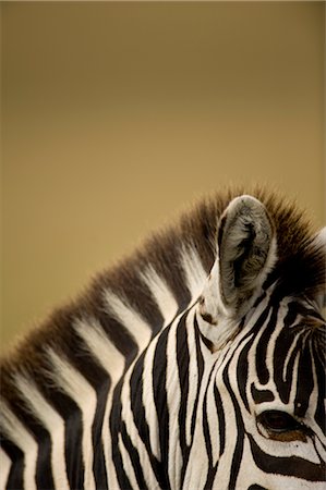 Zebra Stock Photo - Rights-Managed, Code: 700-02659794