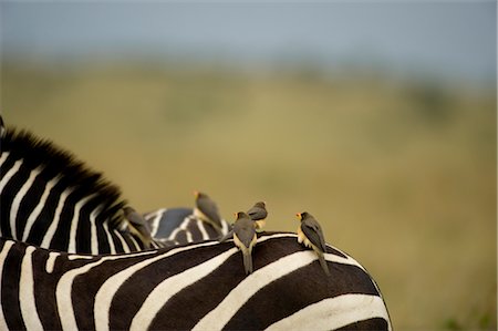 Zebra and Oxpeckers Foto de stock - Con derechos protegidos, Código: 700-02659795