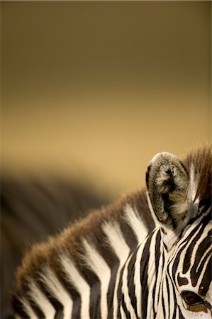 Zebra Stock Photo - Rights-Managed, Code: 700-02659791