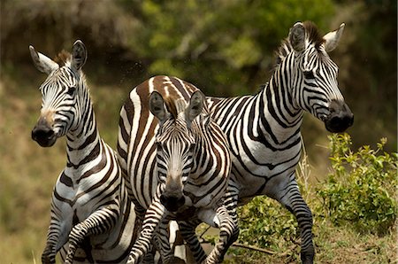 Zebras, Mara River, Africa Fotografie stock - Rights-Managed, Codice: 700-02659792