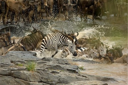 Zèbres et gnous traversant la rivière Mara, Afrique Photographie de stock - Rights-Managed, Code: 700-02659802