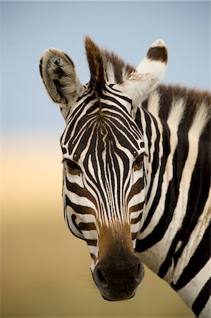 Zebra Foto de stock - Direito Controlado, Número: 700-02659803
