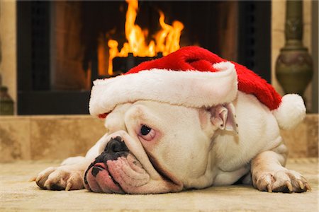 English Bulldog Wearing Santa Hat Stock Photo - Rights-Managed, Code: 700-02659928