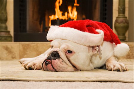 English Bulldog Wearing Santa Hat Foto de stock - Con derechos protegidos, Código: 700-02659929