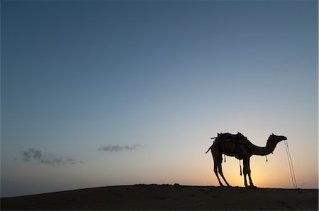 Camel at Sunset, Thar Desert near Jaisalmer, Rajasthan, India Stock Photo - Rights-Managed, Code: 700-02669459