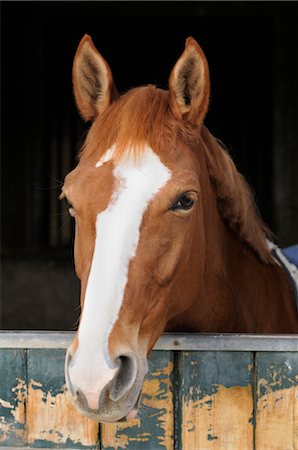 stabil - Horse in Stable Foto de stock - Con derechos protegidos, Código: 700-02669656