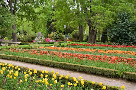 Tulips in Botanical Garden, Madrid, Spain Stock Photo - Rights-Managed, Code: 700-02669850