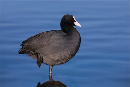 foulque - Coot Foto de stock - Con derechos protegidos, Código: 700-02670327