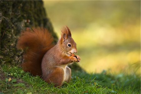 Red Squirrel Stock Photo - Rights-Managed, Code: 700-02670328
