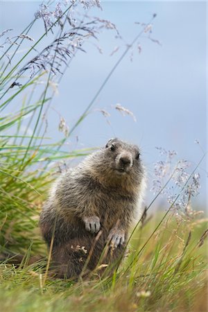 Alpine Marmots, Hohe Tauern National Park, Austrian Alps, Austria Stock Photo - Rights-Managed, Code: 700-02670346