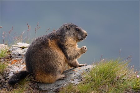 simsearch:700-02670347,k - Alpine marmottes, Parc National de Hohe Tauern, Alpes autrichiennes, Autriche Photographie de stock - Rights-Managed, Code: 700-02670347