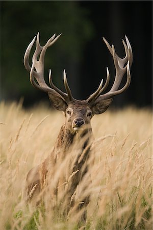 deer animal front view - Red Deer Photographie de stock - Rights-Managed, Code: 700-02670358