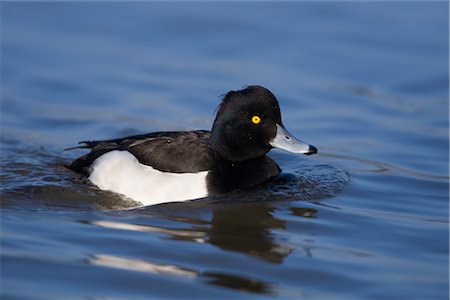 simsearch:700-02670327,k - Tufted Duck Stock Photo - Rights-Managed, Code: 700-02670352