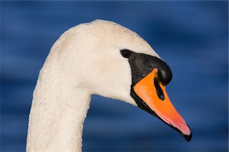 Cygne tuberculé Photographie de stock - Rights-Managed, Code: 700-02670367