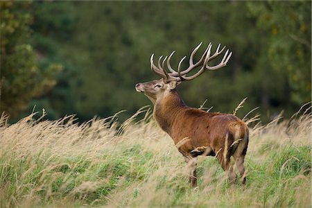 stag - Red Deer Stock Photo - Rights-Managed, Code: 700-02670361
