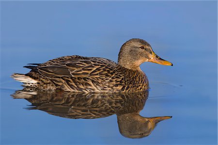 simsearch:700-00262852,k - Mallard Foto de stock - Con derechos protegidos, Código: 700-02670370