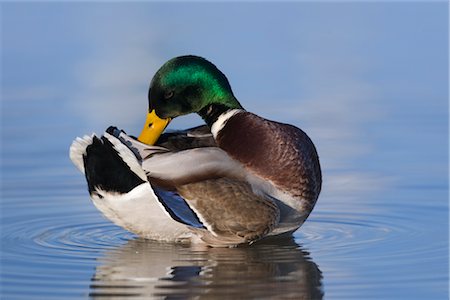 putzen - Stockente Stockbilder - Lizenzpflichtiges, Bildnummer: 700-02670372