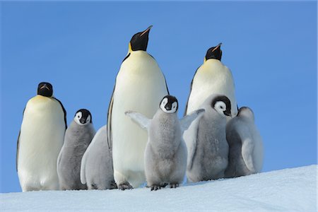 flock of birds in a clear sky - Emperor Penguins and Chicks, Snow Hill Island, Antarctica Stock Photo - Rights-Managed, Code: 700-02670395