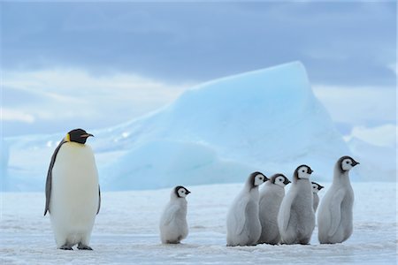 simsearch:873-06441182,k - Emperor Penguin with Group of Chicks, Snow Hill Island, Antarctica Foto de stock - Con derechos protegidos, Código: 700-02670399