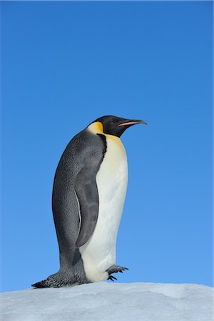 simsearch:700-02912462,k - Emperor Penguin, Snow Hill Island, Antarctica Fotografie stock - Rights-Managed, Codice: 700-02670404