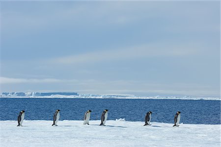 emperor penguins marching - Emperor Penguins, Snow Hill Island, Antarctica Stock Photo - Rights-Managed, Code: 700-02670597