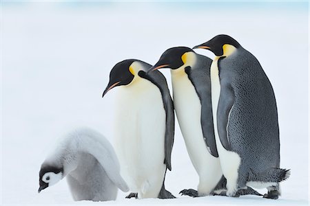 Emperor Penguins, Snow Hill Island, Antarctica Stock Photo - Rights-Managed, Code: 700-02670599