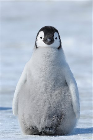 duveteux - Manchot empereur, Snow Hill Island, Antarctica Photographie de stock - Rights-Managed, Code: 700-02670605