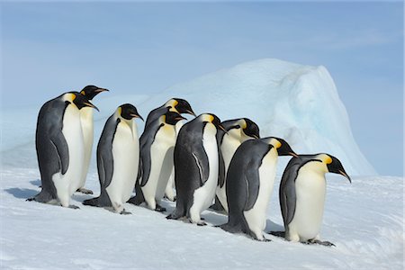 penguin snow - Emperor Penguins, Snow Hill Island, Antarctica Stock Photo - Rights-Managed, Code: 700-02670600