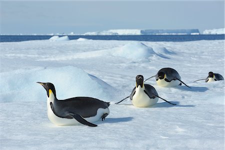 penguin sliding on belly