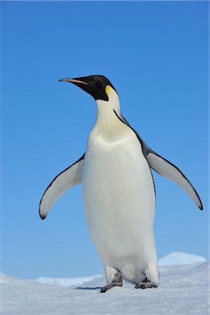 Emperor Penguin, Snow Hill Island, Antarctica Foto de stock - Direito Controlado, Número: 700-02670615